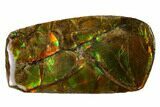 Iridescent Ammolite (Fossil Ammonite Shell) - Alberta, Canada #156747-1